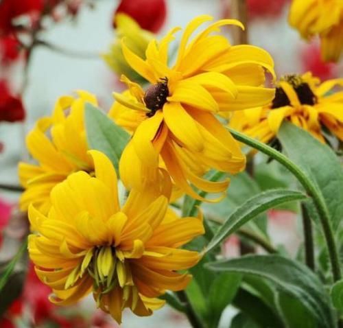  『喜欢』喜欢菊花，推荐养盆“菊中精品”堆心菊，独特花枝，爆成菊花海！