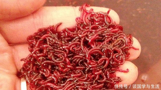  「试试」别再单开野战蓝鲫了！试试这几种用法，钓鱼效果翻倍