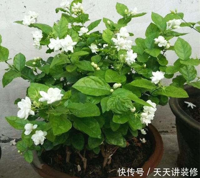 阳光|家里养4种花,不能缺少阳光,光照越充足开花越多,花色更鲜艳