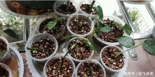  「随便」学会这个妙法，下雪天也能随便扦插，几天就扎满茂密的大白根