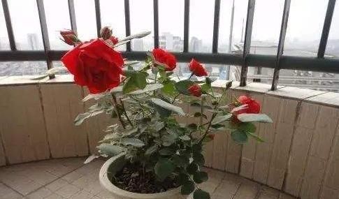  【花钱买】还在花钱买这3种植物？别傻了，“掰根枝”插土里，30天就生根！