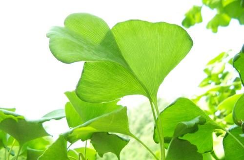  银杏|农村人都从来不敢把这种树种在院子里