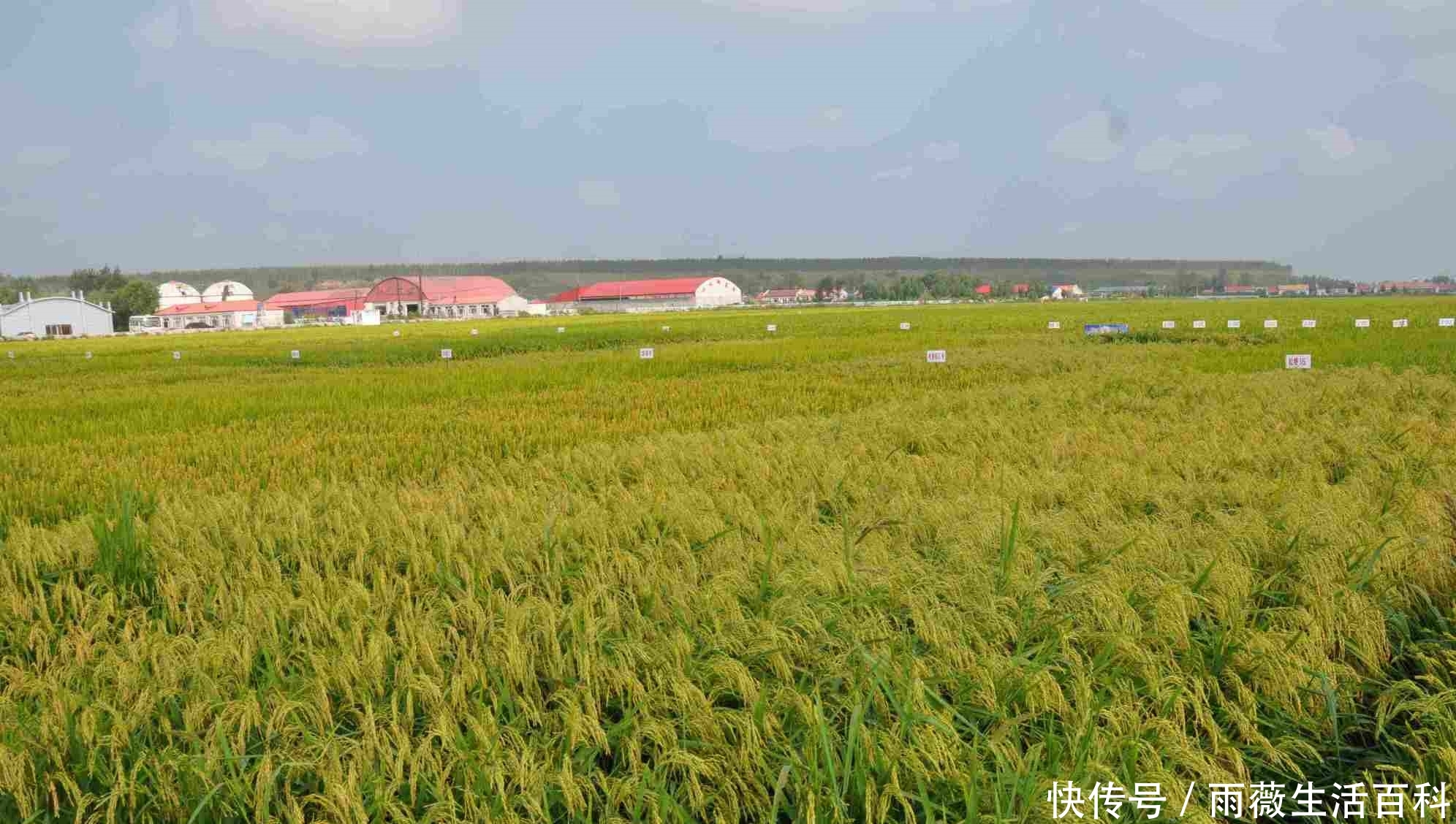  补贴@粮食补助有新变化？新增2类人领取补助，3类农民补贴将被取