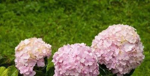  摆布@绣球花是变色龙，学会4个绝招，开什么颜色的花朵任你摆布