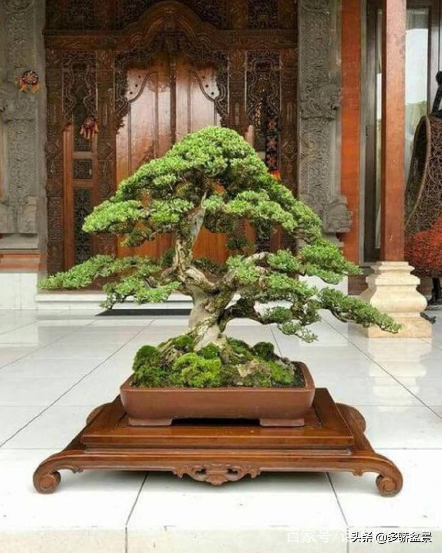 盆景欣赏:气象万千，清秀与古雅并存，每一盆都那么独特