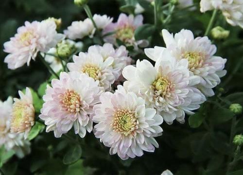  【矮型四季菊】2种花比“月季”漂亮，放在阳台，年年能开花，养20盆也不多！