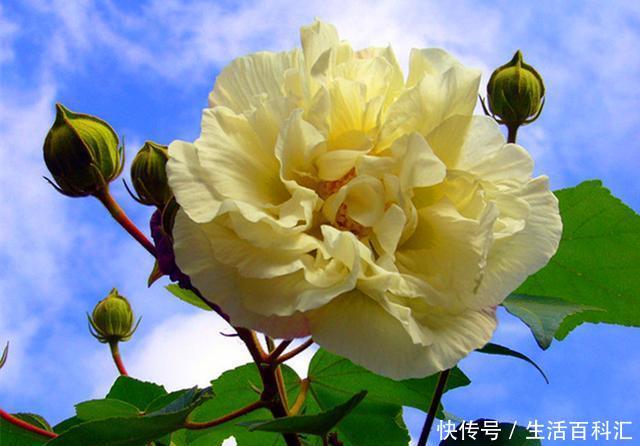  [花神]十月花神木芙蓉，凄美的故事打动了无数人，养护注意事项很多