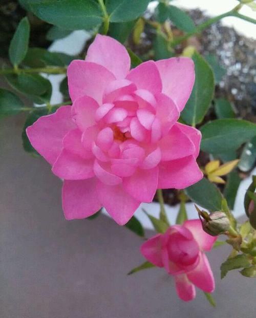  养盆■阳台养盆这个“花”，多晒太阳，浇浇水，一年到头都开花，值得养