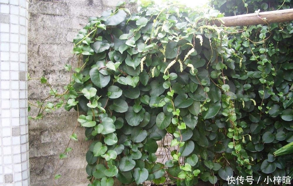  「外来物种」一周能长1米，在印度泛滥成灾没人吃，引进我国却卖8元一斤！