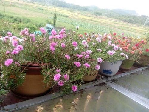  『枝条』一种“不死花”，开花300天，枝条剁成段，复制一百盆