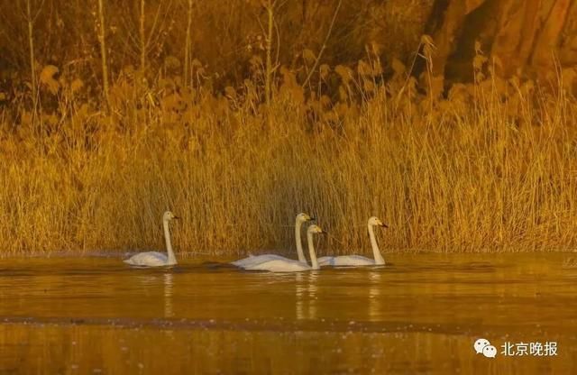  天堂|上万只候鸟赶来，北京密云水库成“鸟的天堂”，你能认出几种？