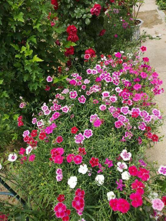 「石竹花」有院子一定要养石竹,皮实好养,来回踩都不死,夏天开出花海