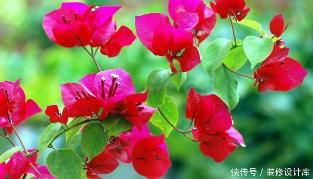  家里|适合养在家里的3种花，沾土就能活，爆盆很简单，一年开花200天