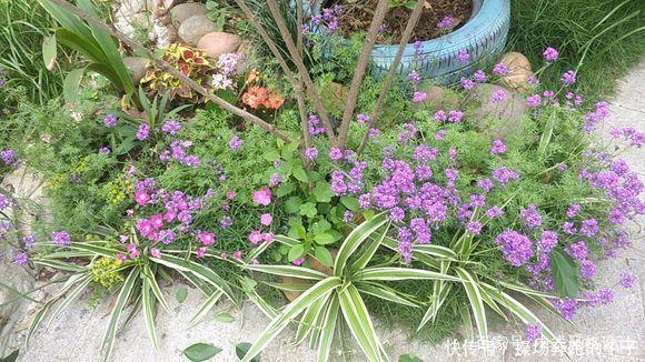  「李小姐还」她将荒芜的后院，改造成最美花园，完工一年后，让人惊艳