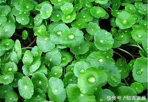  寓意：铜钱草寓意好易爆盆，有的人却养的稀疏黄叶，那是方法不对