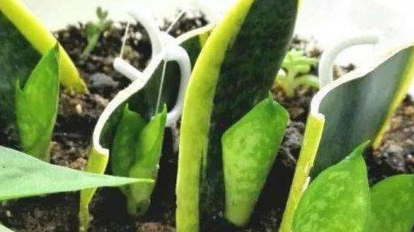 『豆瓣绿』3种不用“扦插”的花,叶子埋土里就能冒芽,成活率高省事省心...