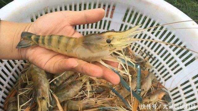  「喂养」农村大叔听信致富经，养淡水虾王，一斤40元，却亏了20