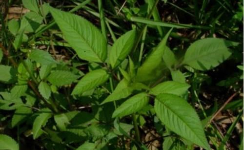  「喜欢」喜欢黏在衣服的入侵物种，曾经满山遍地，如今因医用价