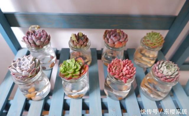 #试试#养不好的花,试试无土水培,几天长出大白根,还能开花呢!