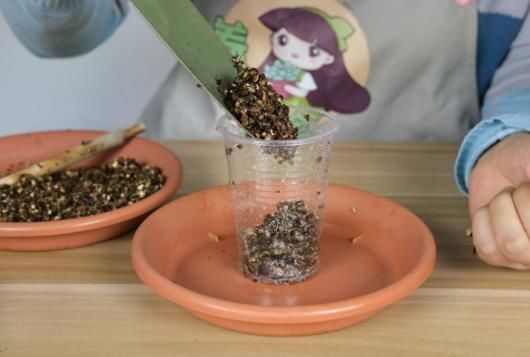  【春天】春天养这花，扦插一定要趁早，晚了活不过夏天
