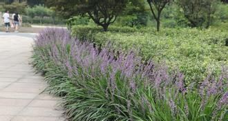  『搞混』这花长得像吊兰，可别搞混了，学一招，轻松就能分辨！