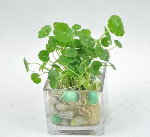  「试试」不会养花怎么办？试试5种水培植物，扔水中就能活，好养长势旺
