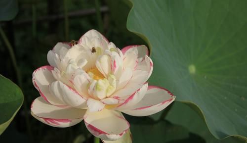 『艳丽』此花花色艳丽多样,花朵层层叠叠,高贵典雅,适合家庭养护