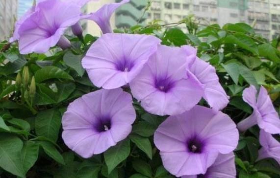  『养好』养好“五爪金龙”，就得“修一修”，花苞蹭蹭就上百，花开绕满枝