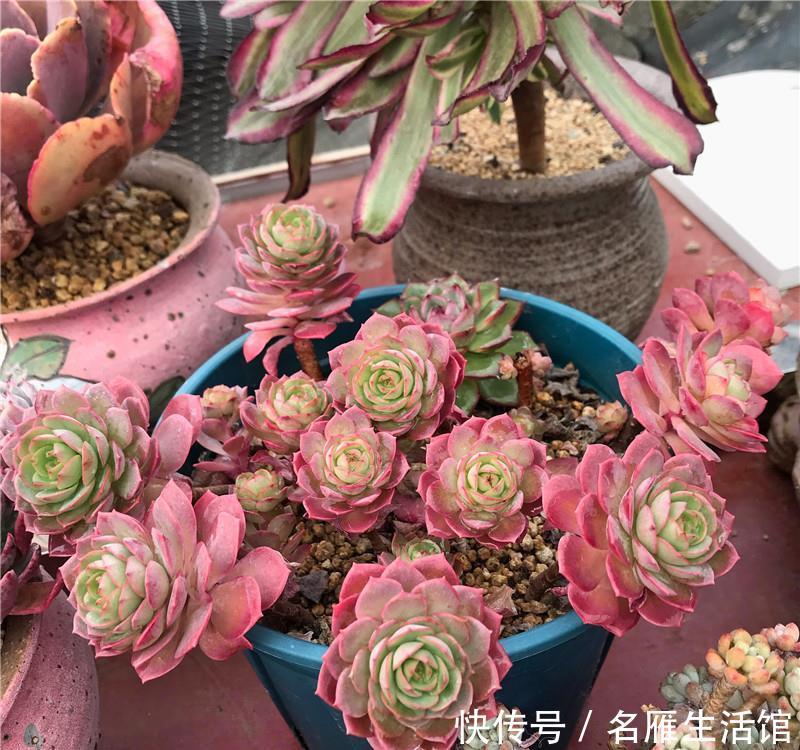  [喷水]多肉养护：“喷水”是绝招，养出“极品红”多肉，春节红红火火！