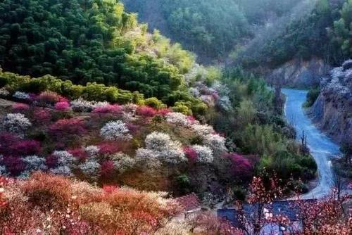 知否知否，应是暗香浮动，浙江已进入赏梅佳期！