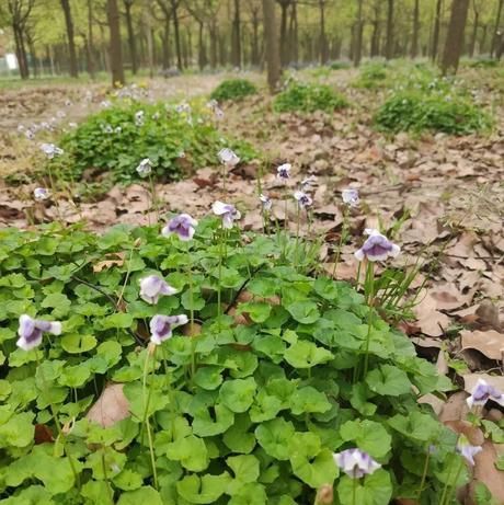  林下■正是林下好风景，花开时节云赏花