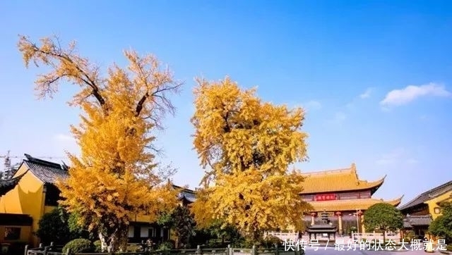佛音袅袅,金黄满地,银杏配古刹,绝美!