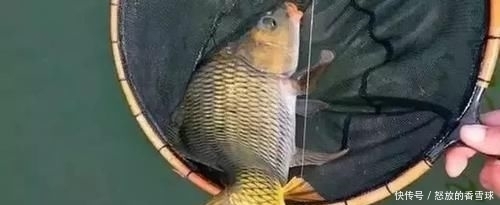  『配方』鲤鱼“戒不掉”的饵料，水里一扔，鲤鱼拼命咬钩，拉杆到手软