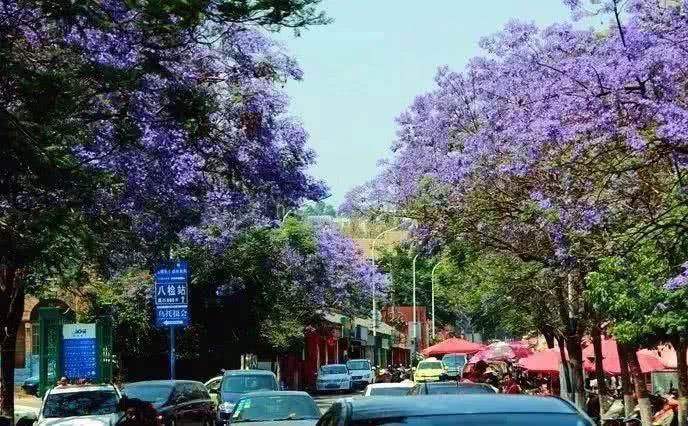  盘龙江畔■最美五月天！“云”欣赏毕业花蓝花楹