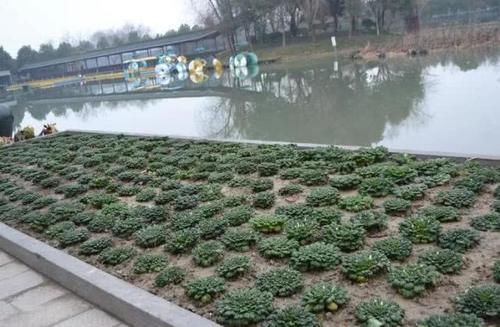  乌塌菜■人称“维他命菜”，11月正当季，亩产3千斤，如今农民却