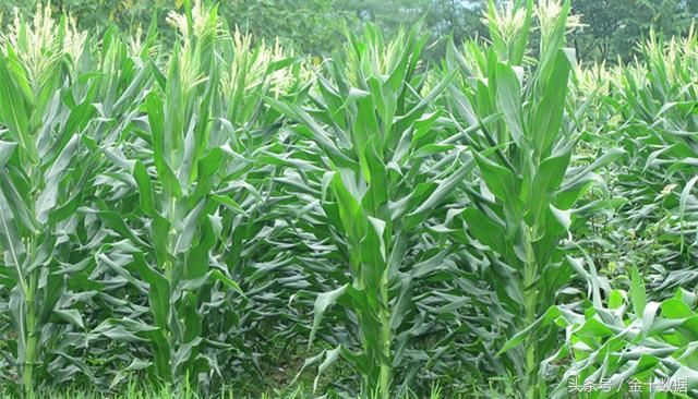 中国取消美国玉米订单,美国70万吨玉米难逃厄