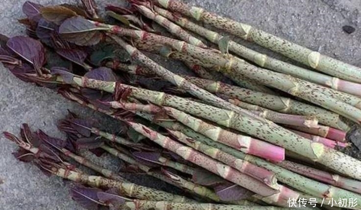  药用价值：农村这种叫酸杆子的植物，小孩经常采来吃，其实它药