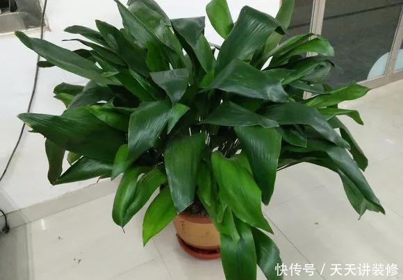 『空气净化能力』厨房、卫生间养花,行家都这么选,清除异味,满室清新!