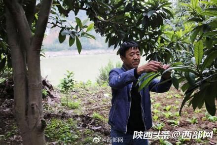  #果树#旬阳60后夫妻种果树23年 百亩果园每年带来五六十万纯收入