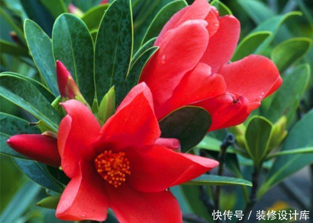 「品种」此花曾经是茶花中的珍贵品种,如今花市经常见到,养好了四季开花