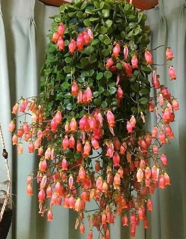  『挂在阳台』家里有4种花，吊起来养“最漂亮”，长得旺盛，就像花窗帘