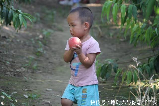 阳信县20万斤富硒蜜桃熟了，等你来采摘