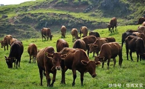  #利润#养10头牛能够赚5万，为何养100头牛，利润远远低于50万？