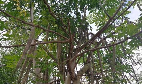  「我国」是印度国宝，刚入我国时百元一斤，如今价低没人要