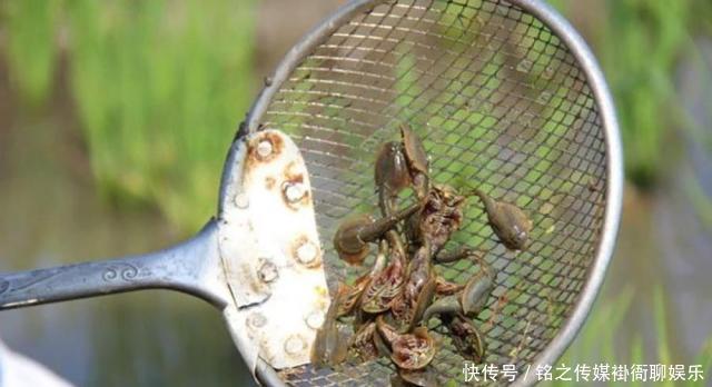  【稻田】稻田里一种益虫，寿命只有90多天，我国仅存一种，如今