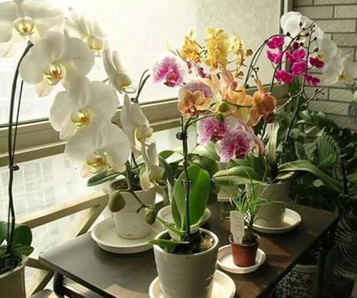  「不住」蝴蝶兰开花，一茬又一茬，刹不住闸，养精蓄锐，明年更爆花