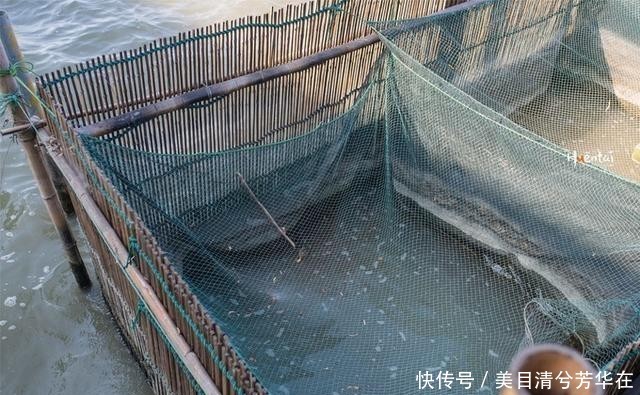 江苏有种名蟹全是“运动员”,用特殊工具捕捞,生长环境优质