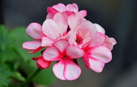  #花姿#喜欢养花，不如养这几款，花姿妖娆，盛开时繁花似锦，内敛美