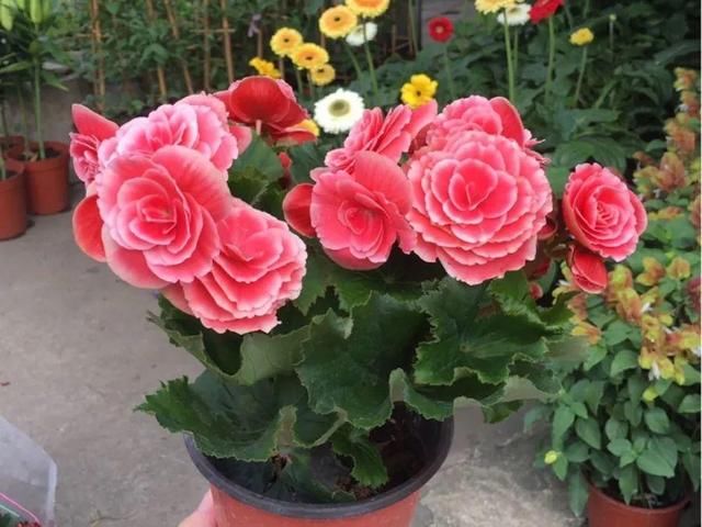 「图片作者」10种花,春天不能晒,躲屋里最安全!