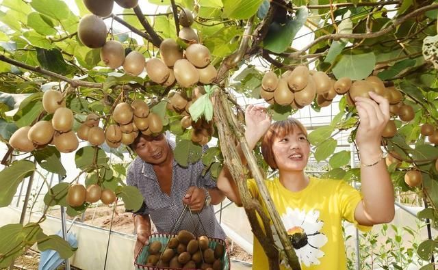 在农村实行种植业，这几种效益相当不错，你了解吗？